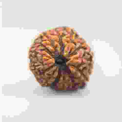 14 Mukhi Rudraksha Indonesian