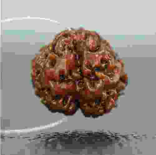 1 Mukhi Round Nepal Rudraksha