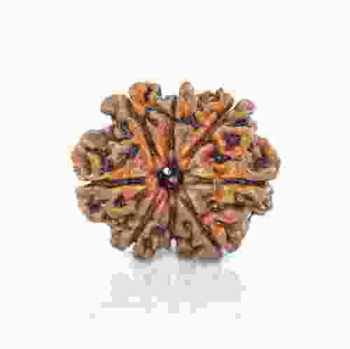 Natural 8 Mukhi Nepal Rudraksha