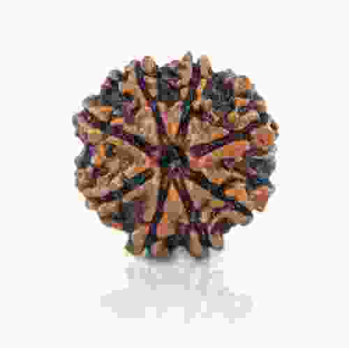 Natural 8 Mukhi Nepal Rudraksha