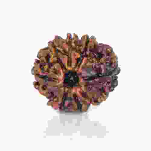 Natural 8 Mukhi Nepal Rudraksha