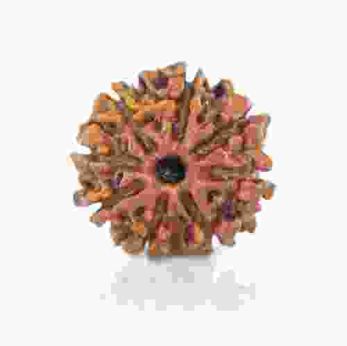 Natural 8 Mukhi Nepal Rudraksha
