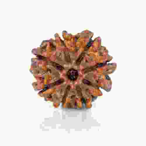 Natural 8 Mukhi Nepal Rudraksha