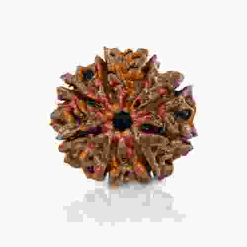 Natural 8 Mukhi Nepal Rudraksha