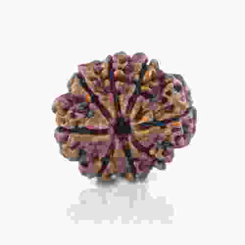 Natural 8 Mukhi Nepal Rudraksha