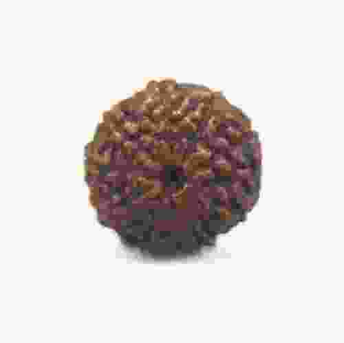 8 Mukhi Rudraksha Indonesian