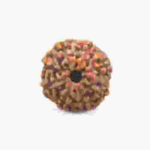 8 Mukhi Rudraksha Indonesian