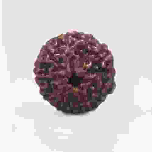 8 Mukhi Rudraksha Indonesian