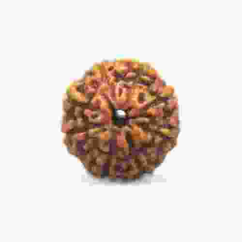 8 Mukhi Rudraksha Indonesian