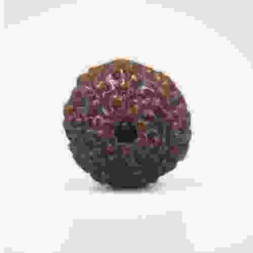 8 Mukhi Rudraksha Indonesian