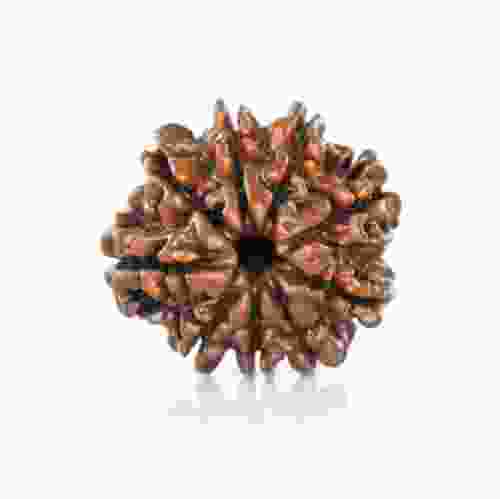 Natural 9 Mukhi Nepal Rudraksha