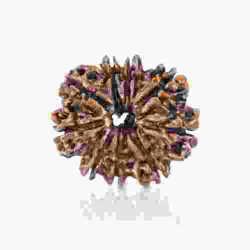 Natural 9 Mukhi Nepal Rudraksha