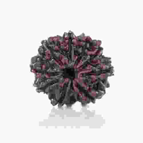Natural 9 Mukhi Nepal Rudraksha