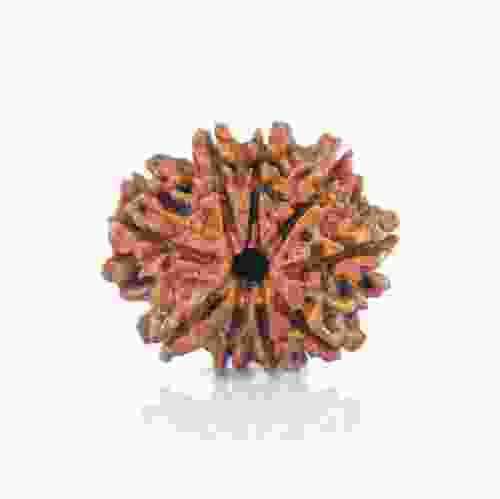 Natural 9 Mukhi Nepal Rudraksha