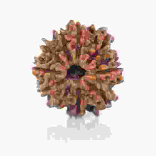 Natural 9 Mukhi Nepal Rudraksha