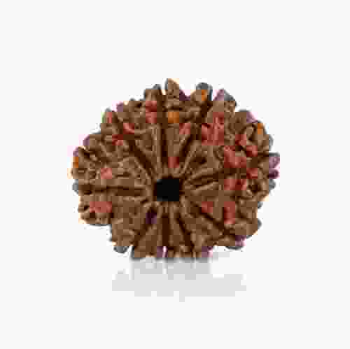 Natural 9 Mukhi Nepal Rudraksha