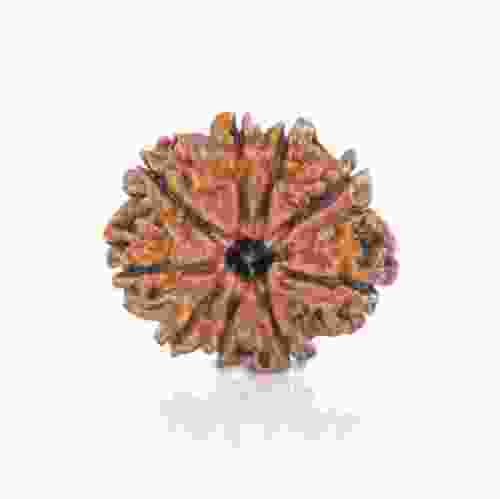 Natural 9 Mukhi Nepal Rudraksha