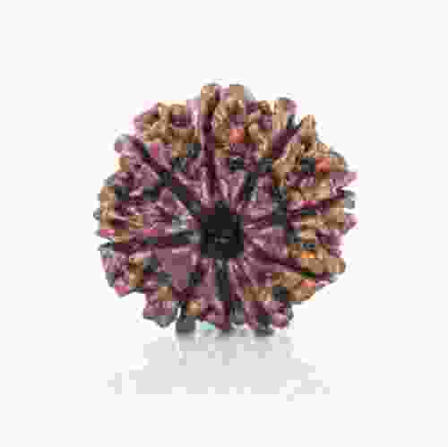 Natural 9 Mukhi Nepal Rudraksha