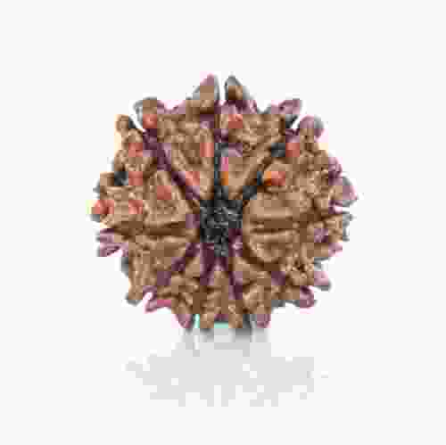 Natural 9 Mukhi Nepal Rudraksha