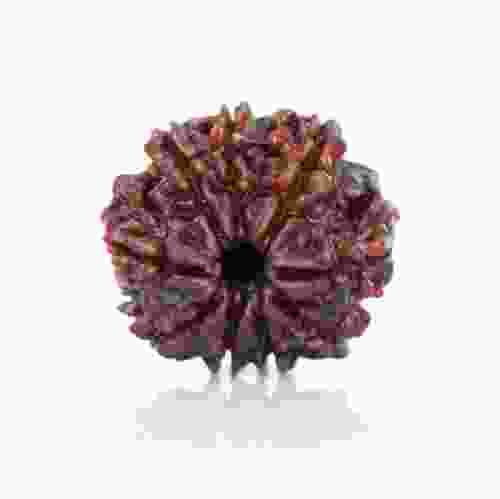 Natural 9 Mukhi Nepal Rudraksha