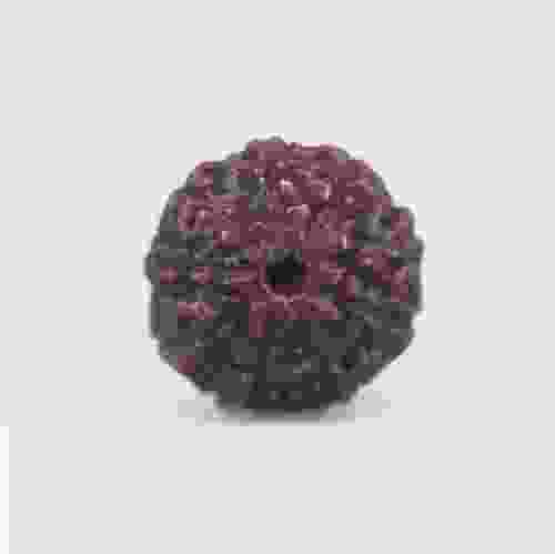 9 Mukhi Rudraksha Indonesian