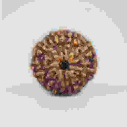 9 Mukhi Rudraksha Indonesian