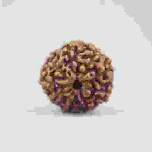 9 Mukhi Rudraksha Indonesian