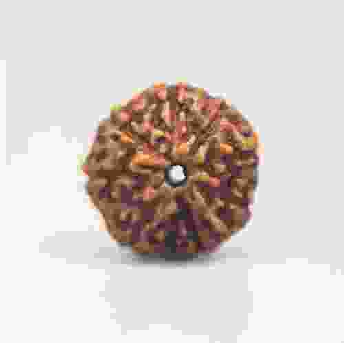 9 Mukhi Rudraksha Indonesian