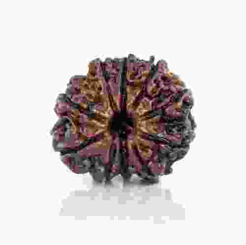 Natural 10 Mukhi Nepal Rudraksha