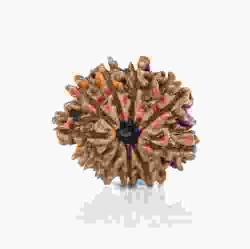 Natural 10 Mukhi Nepal Rudraksha