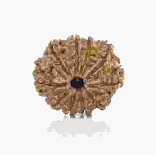 Natural 10 Mukhi Nepal Rudraksha