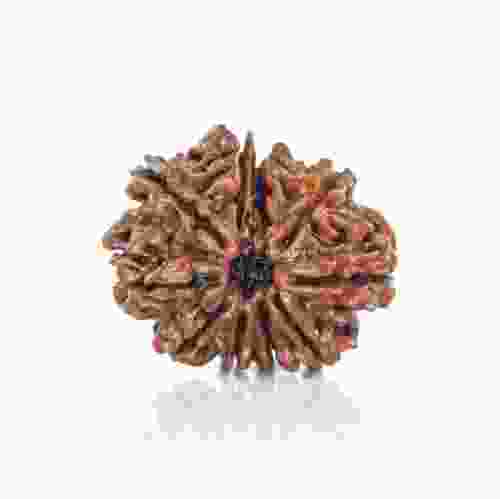 Natural 10 Mukhi Nepal Rudraksha