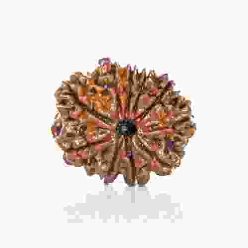 Natural 10 Mukhi Nepal Rudraksha