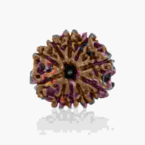 Natural 10 Mukhi Nepal Rudraksha