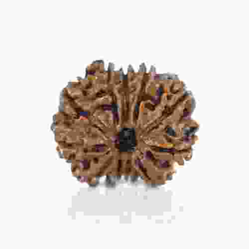 Natural 11 Mukhi Nepal Rudraksha