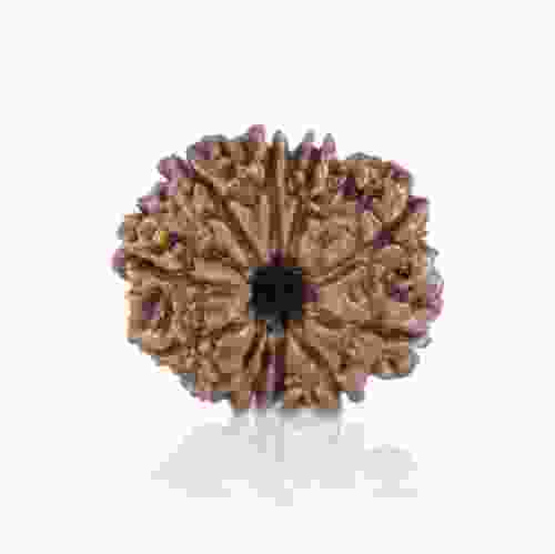 Natural 11 Mukhi Nepal Rudraksha