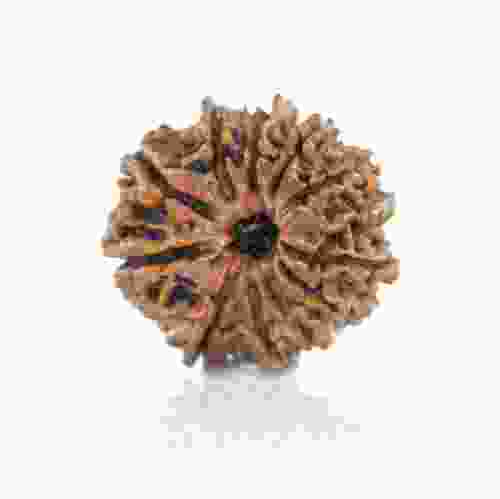 Natural 11 Mukhi Nepal Rudraksha
