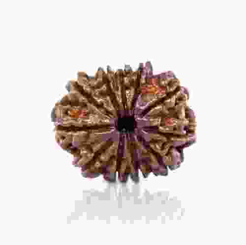 Natural 11 Mukhi Nepal Rudraksha