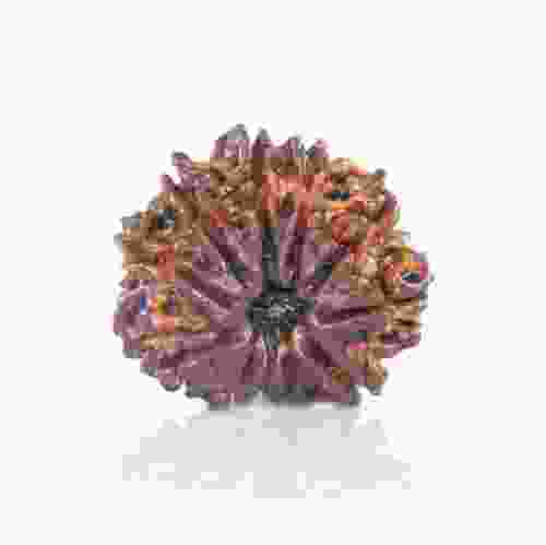 Natural 11 Mukhi Nepal Rudraksha