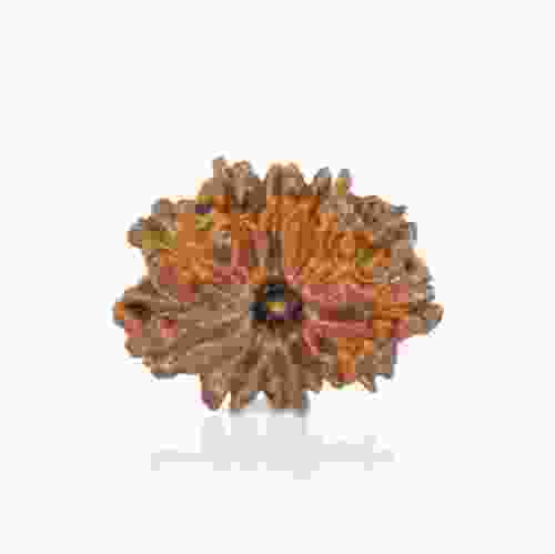 Natural 11 Mukhi Nepal Rudraksha