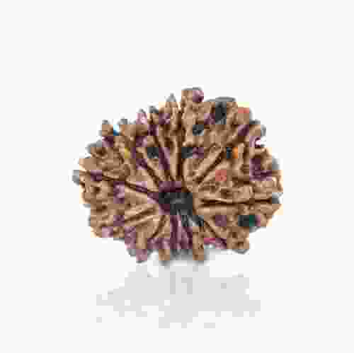 Natural 11 Mukhi Nepal Rudraksha