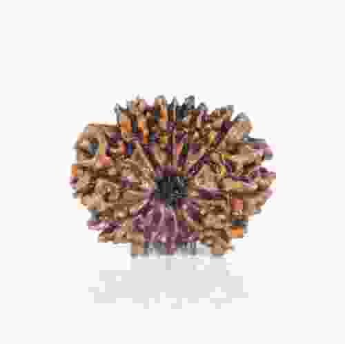 Natural 11 Mukhi Nepal Rudraksha
