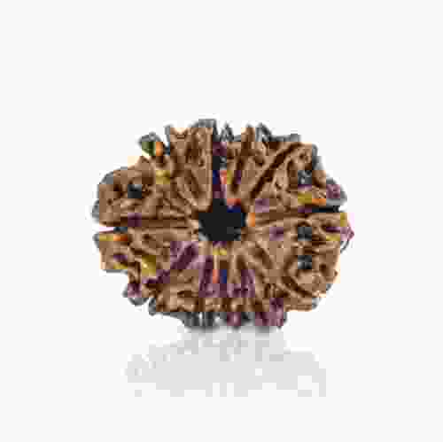 Natural 11 Mukhi Nepal Rudraksha
