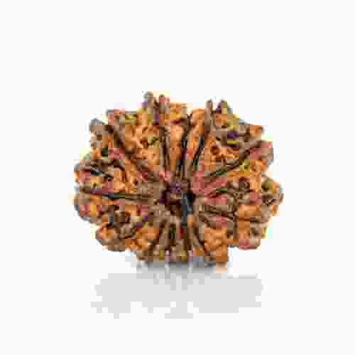 Natural 12 Mukhi Nepal Rudraksha