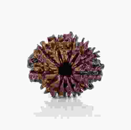 Natural 12 Mukhi Nepal Rudraksha
