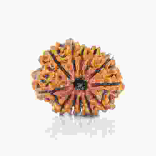 Natural 12 Mukhi Nepal Rudraksha