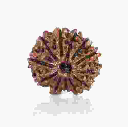 Natural 12 Mukhi Nepal Rudraksha