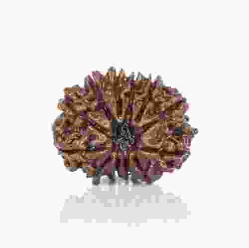 Natural 12 Mukhi Nepal Rudraksha