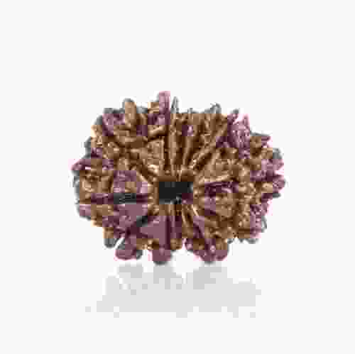 Natural 12 Mukhi Nepal Rudraksha