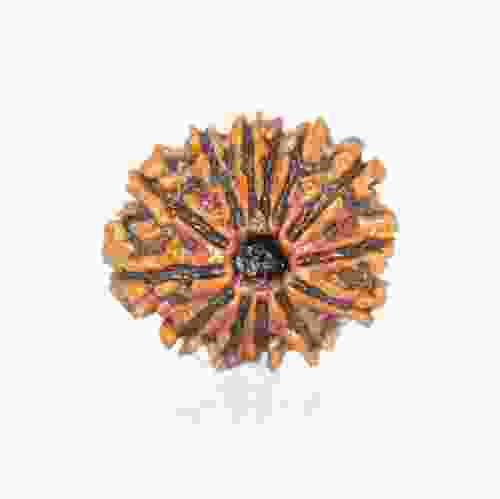 Natural 13 Mukhi Nepal Rudraksha
